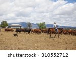 Australian stock man with cattle