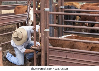 Australian Stockman Checking Cattle 