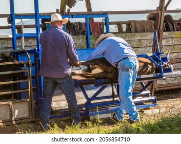 Australian stockman handling a steer in a cattle crush.