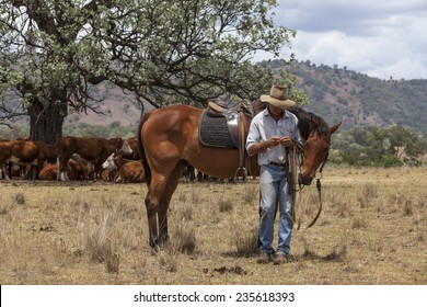 Australian Stockman With Horse And Cattle