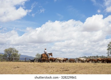 Australian Stockman Mustering Cattle