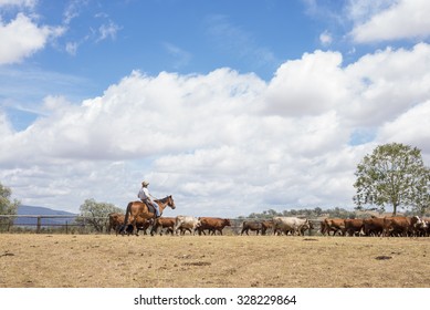 Australian Stockman Mustering Cattle