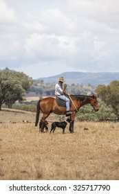 Australian Stockman On Horse With Dogs