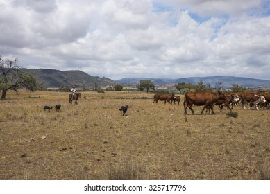 Australian Stockman On Horse With Dogs And Cattle