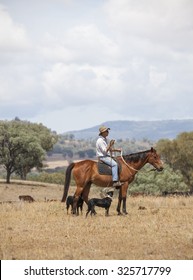 Australian Stockman On Horse With Dogs