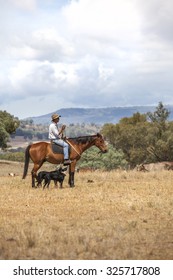 Australian Stockman On Horse With Dogs