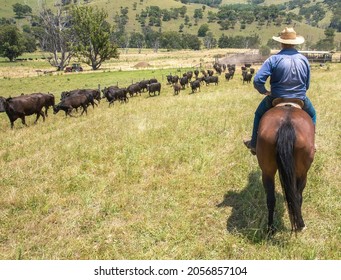 An Australian stockman on a horse watches cattle exiting the cattle yards.