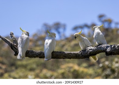 Australian Sulphur-crested Cockatoo's perched in tree - Shutterstock ID 2091430927
