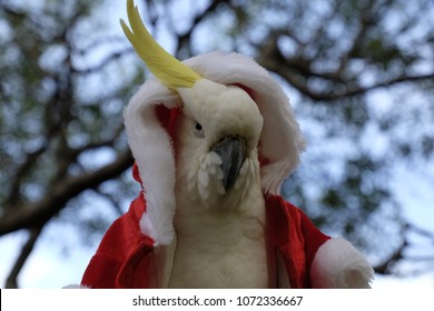 Australian Suplhur-Crested Cockatoo Has A Feathery Christmas