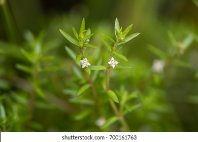 Australian Swamp Stonecrop (Crassula Helmsii) In Flower. Invasive Aquatic Plant, Aka New Zealand Pygmyweed, In The Family Crassulaceae