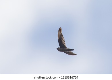 Swiftlet Images Stock Photos Vectors Shutterstock