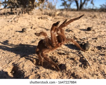 Australian Tarantula Selenotholus Kotzman Showing Aggression. Scotia NSW