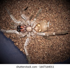 Australian Tarantula Selenotholus Sp. Kotzman NSW Australia