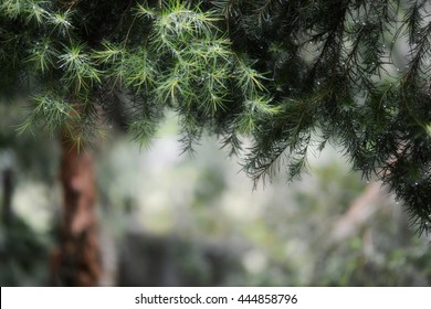 Australian Tea Tree