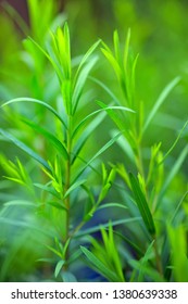 Australian Tea Tree Fresh Leaves