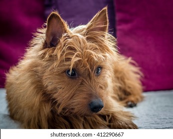 Australian Terrier