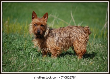 Australian Terrier