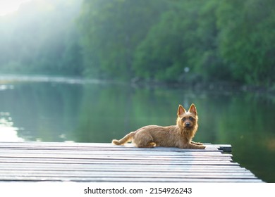 Australian Terrier On The Pier. Walking The Dog By The Lake. The Pet Is Resting In Nature