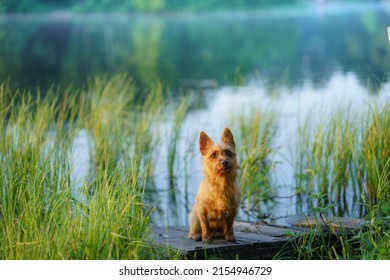 Australian Terrier peeking out of the grass. Walking the dog by the lake. The pet is resting in nature