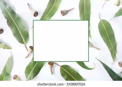 Australian Themed Background Border Of Scattered Gum Leaves And Gum Nuts Modern Top Down View On A Textured White Background.