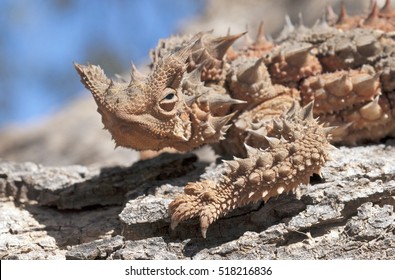 Australian thorny devil lizard