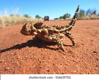 An Australian Thorny Devil lizard, covered with spikes, on the red desert sand in outback central Australia.