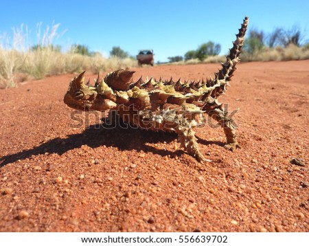 An Australian Thorny Devil lizard, covered with spikes, on the red desert sand in outback central Australia.