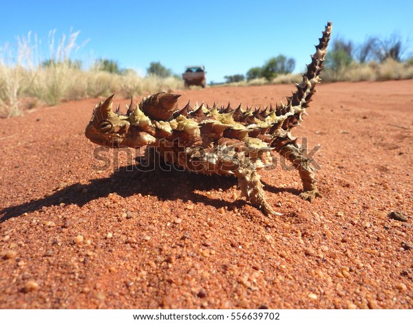 An Australian\
Thorny Devil lizard, covered with spikes, on the red desert sand in\
outback central Australia.