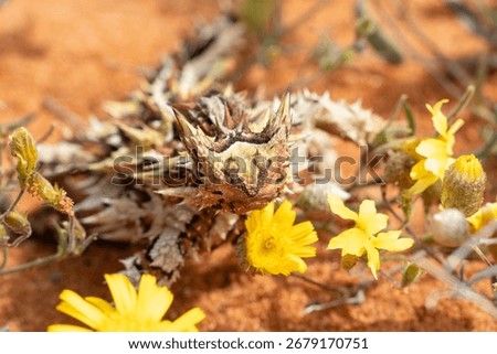 Australian Thorny Devil or Moloch Lizard