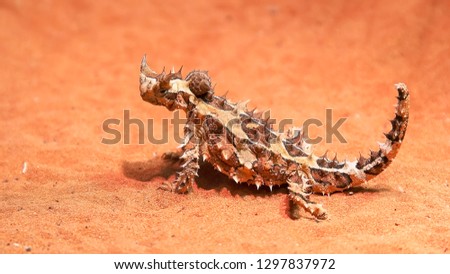 an australian thorny dragon lizard on a sandy ground turns its head and looks around
