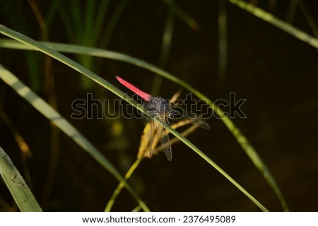 An Australian Tiger. 
Ictinogomphus australis. Colorful dragonfly on a plant. Enallagma cyathigerum. blue dragonfly on a meadow flower. Close-up dragonfly with big eyes sits on a white flower of a fie