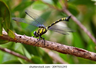 An Australian Tiger, Ictinogomphus australis, one the small number of dragonflies in which the eyes are clearly separated.