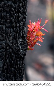 Australian Trees Burst Forth With Fresh New Leaves And Stems Just Days Ofter Bush Fires Sweep Through