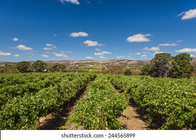 Australian Vineyard In The Hills.