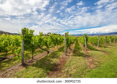 Australian Vineyards In The Area Between Richmond, Cambridge And Hobart In Tasmania, Australia.