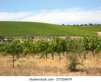 Australian Vineyards - McLaren Vale, South Australia 