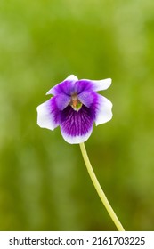 The Australian Violet (Viola Hederacea)