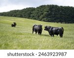 Australian wagyu cows grazing in a field on pasture. close up of a black angus cow eating grass in a paddock in springtime in australia and new zealand