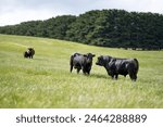 Australian wagyu cows grazing in a field on pasture. close up of a black angus cow eating grass in a paddock in springtime in australia on a ranch