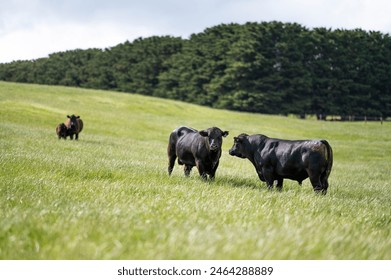 Australian wagyu cows grazing in a field on pasture. close up of a black angus cow eating grass in a paddock in springtime in australia on a ranch - Powered by Shutterstock