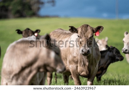Australian wagyu cows grazing in a field on pasture. close up of a black angus cow eating grass in a paddock in springtime in australia and new zealand