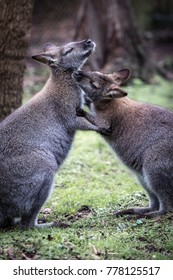 Australian Wallaby At Healesville Sanctuary