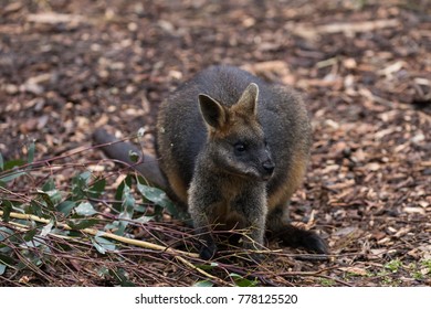 Australian Wallaby At Healesville Sanctuary