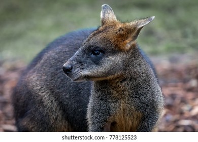 Australian Wallaby At Healesville Sanctuary