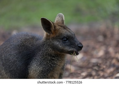 Australian Wallaby At Healesville Sanctuary