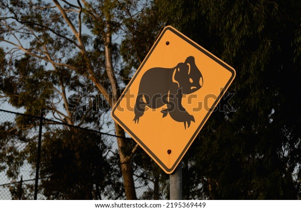 Australian warning road sign wildlife koala crossing\
Adelaide hills in\
dusk