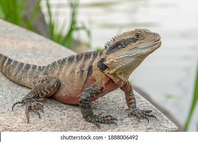 Australian Water Dragon At Chinese Garden Of Friendship In Sydney, Australia