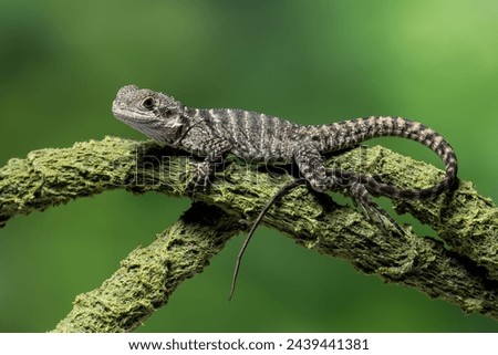 The Australian water dragon (Intellagama lesueurii) is an arboreal agamid species native to eastern Australia, on mossy wood.