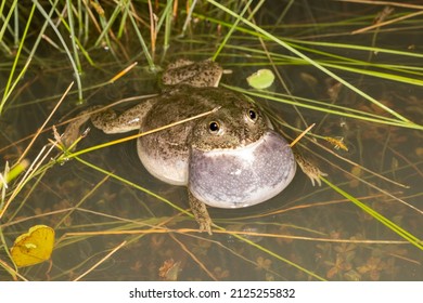 Australian Water Holding Frog Calling For Mate