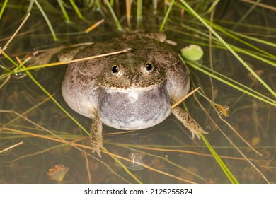 Australian Water Holding Frog Calling  With Vocal Sac Inflated